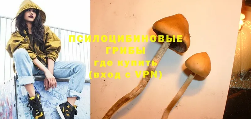 Псилоцибиновые грибы Psilocybe  Мышкин 